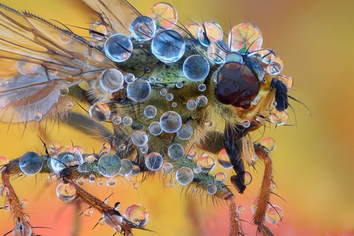 Macro photography of a fly covered in water droplets
