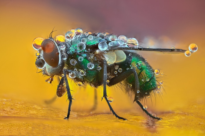 Macro shot of a green fly covered in water droplets