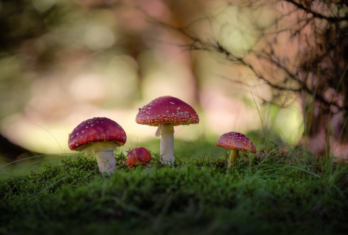 Four red and white mushrooms on mossy ground