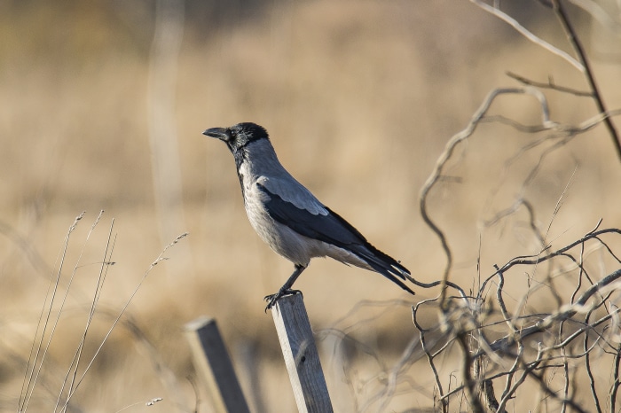 Hooded Crow perched on a wooden post