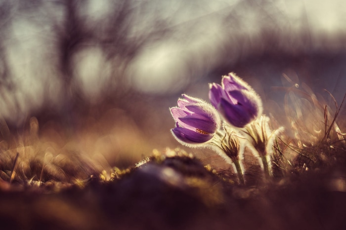 Purple Pasqueflower in soft focus