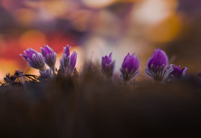 Purple Pasqueflowers in Soft Focus