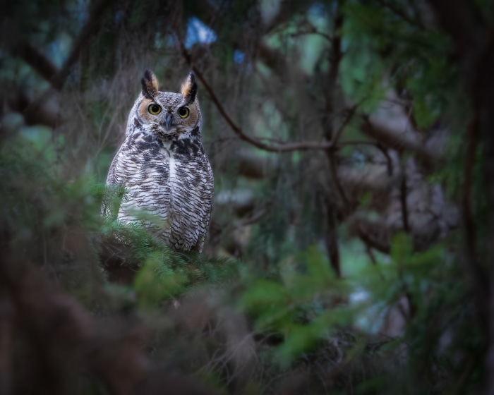 Great Horned Owl perched on a tree branch