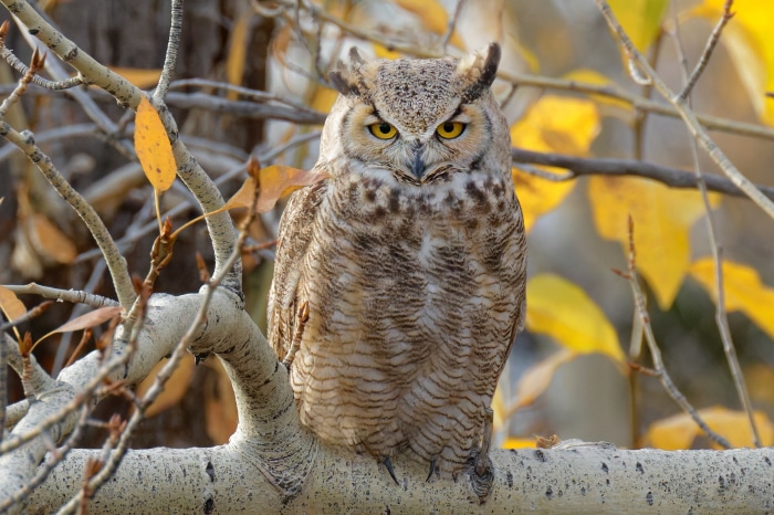 Great Horned Owl perched on a tree branch
