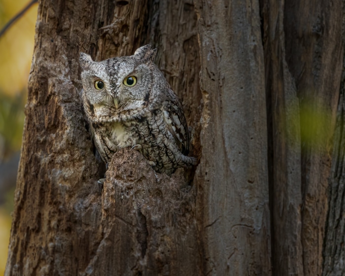 Eastern Screech Owl in a Tree Cavity 4K