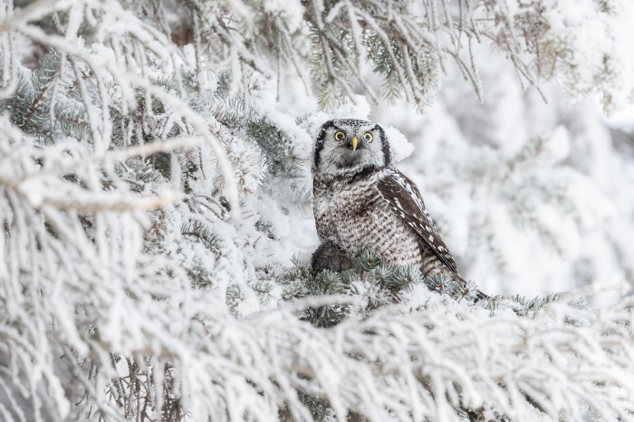 Northern Hawk Owl in Snowy Forest 4K