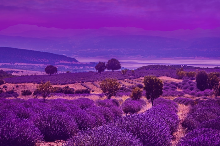 Lavender Field with Trees and Mountains