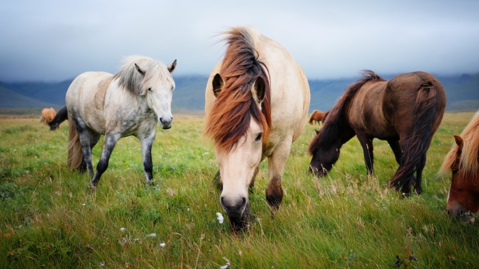 Horses grazing in a field