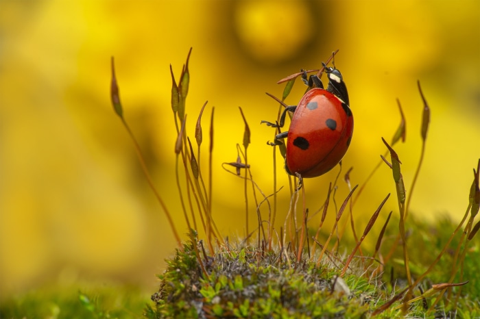 Ladybug on moss with yellow background