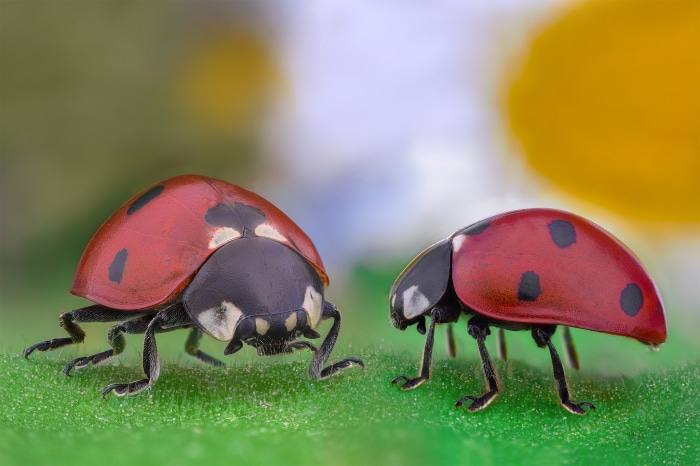 Two ladybugs on a green leaf with a flower background