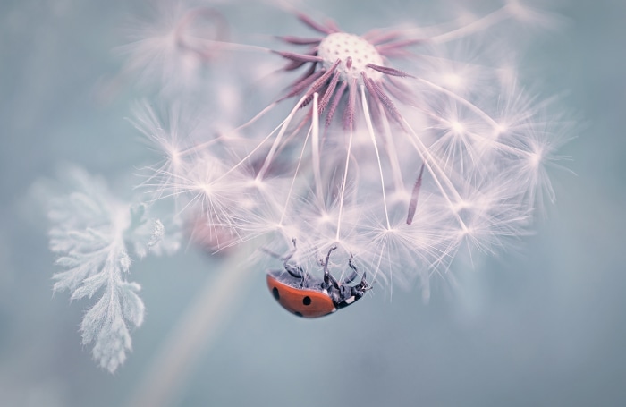Ladybug on a Dandelion