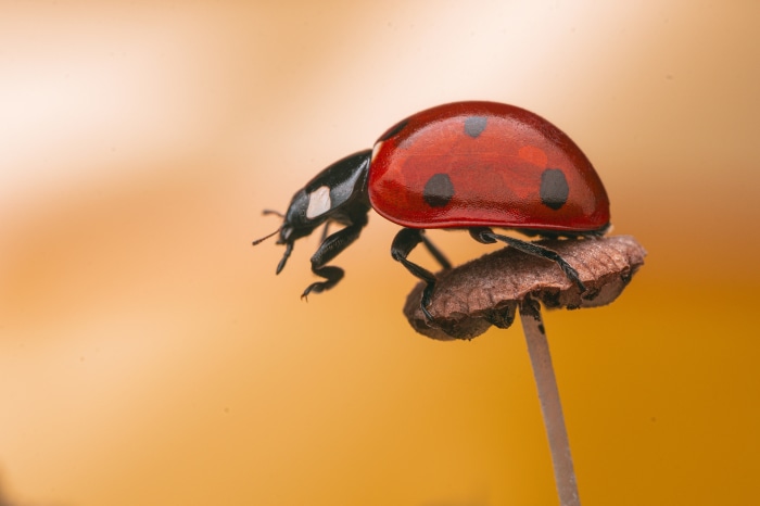 Ladybug on a mushroom