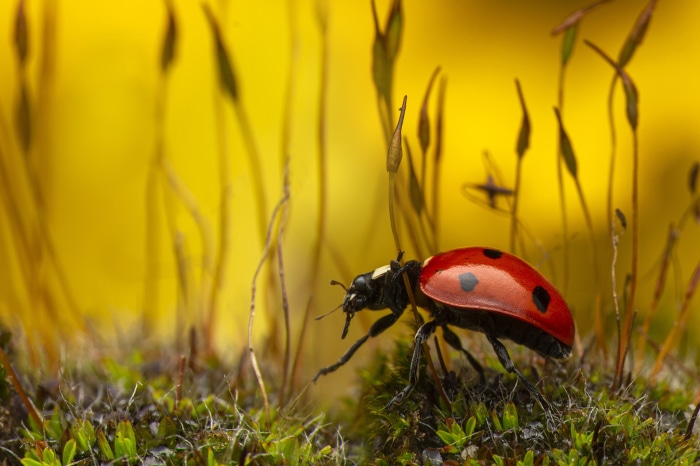 Ladybug on moss with yellow background