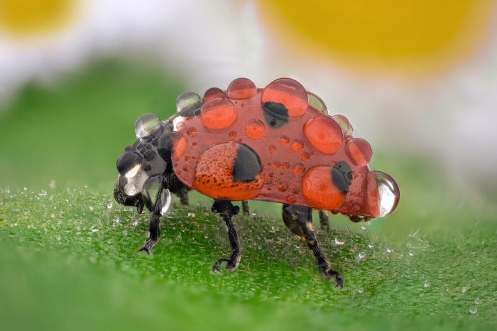 Ladybug with water drops on a green leaf