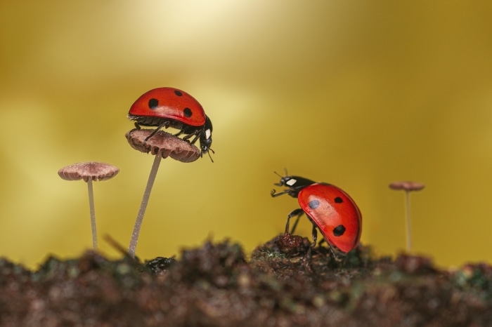 Two ladybugs on mushrooms