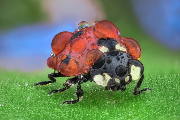 Ladybug with water drops on a green leaf