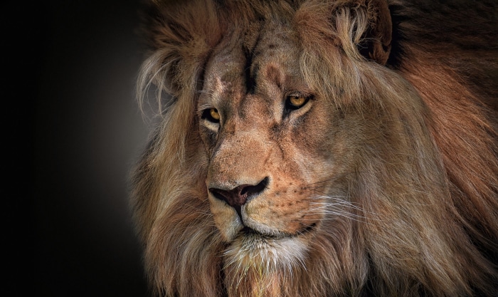 Close-up portrait of a male lion