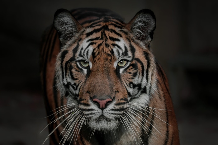 Tiger staring forward