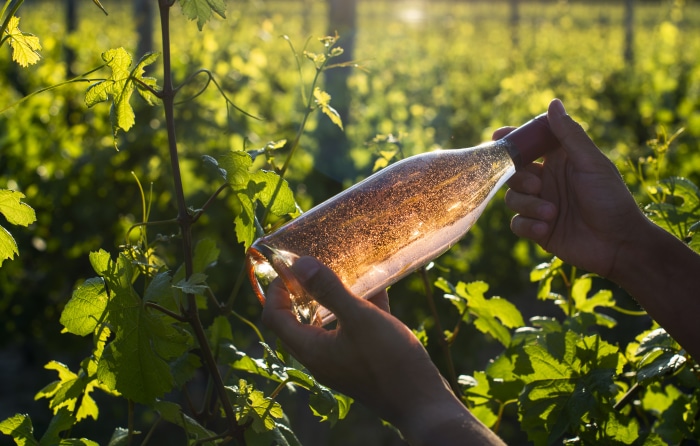 Bottle of Rose Wine in Vineyard 4K