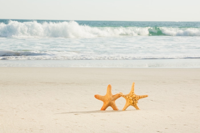 Two starfish on a sandy beach with ocean waves