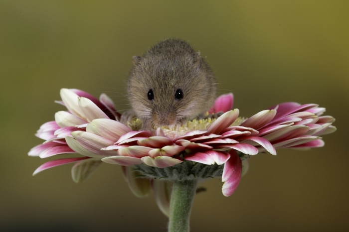 Mouse on a pink and white flower