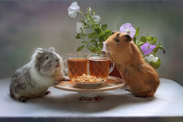 Two guinea pigs with beer and peanuts