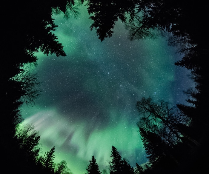 Aurora Borealis over a forest at night