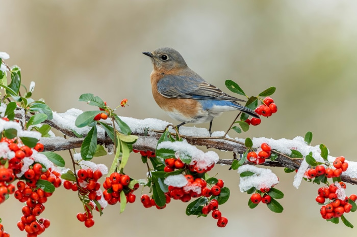 Bluebird perched on a snow-covered branch with red berries