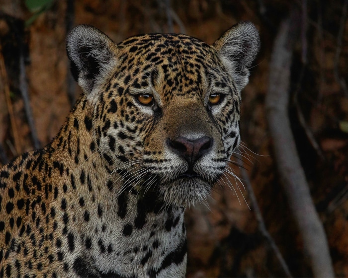 Jaguar close-up portrait