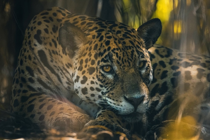 Jaguar resting in foliage