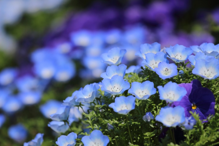 Nemophila flowers in bloom with purple pansies