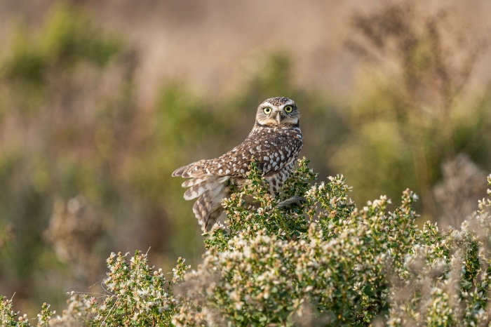Burrowing owl perched on a bush