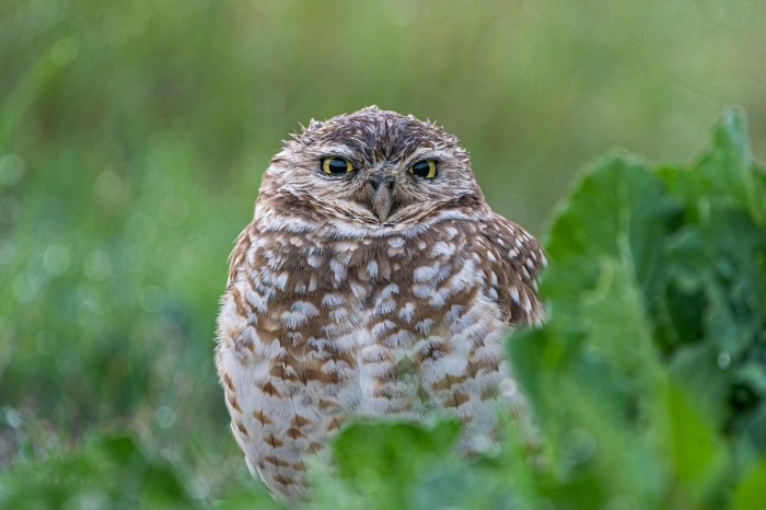 Burrowing Owl in green grass 4K