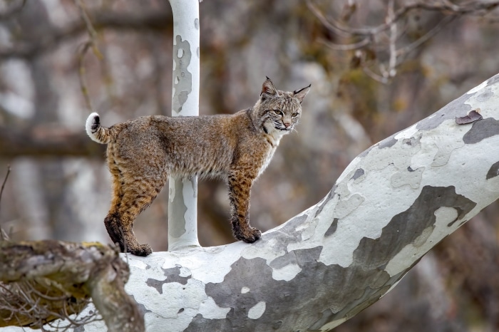 Bobcat standing on a tree branch
