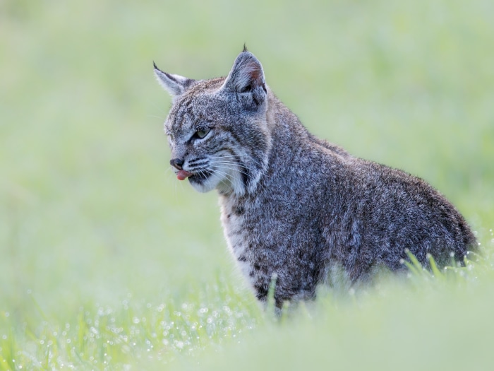 Bobcat with tongue sticking out in grass