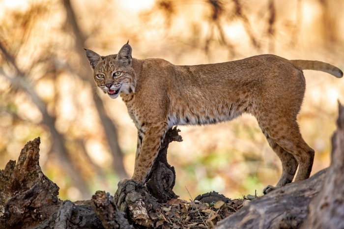 Bobcat standing on a log