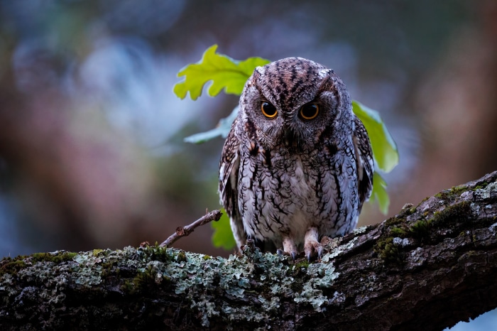 Screech owl perched on a mossy branch