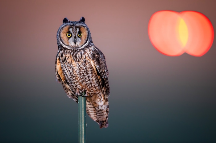 Long-eared owl perched on a pole with bokeh lights
