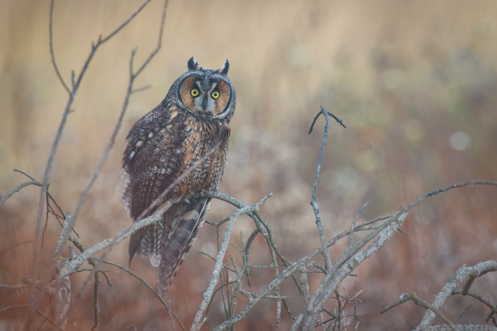 Long-eared owl perched on a branch