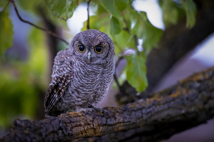 A young owl perched on a tree branch