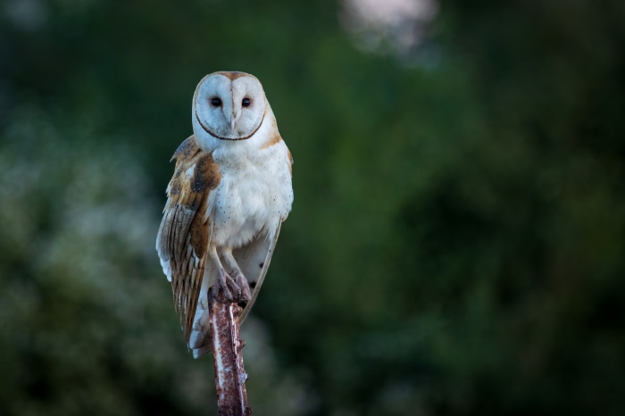 Barn Owl perched on a branch