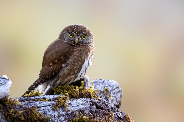 Small owl perched on a mossy log