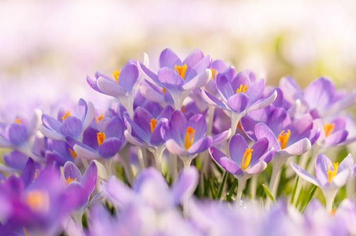 Purple Crocus Flowers in Soft Sunlight