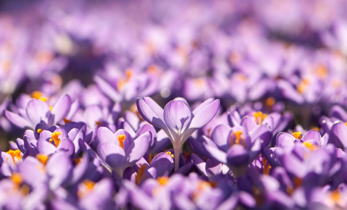 Purple Crocus Flowers in Bloom