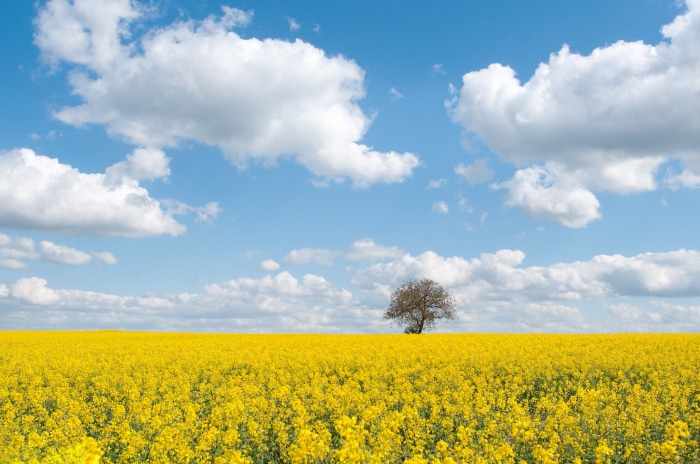 Field of yellow rapeseed flowers with a lone tree under a cloudy blue sky