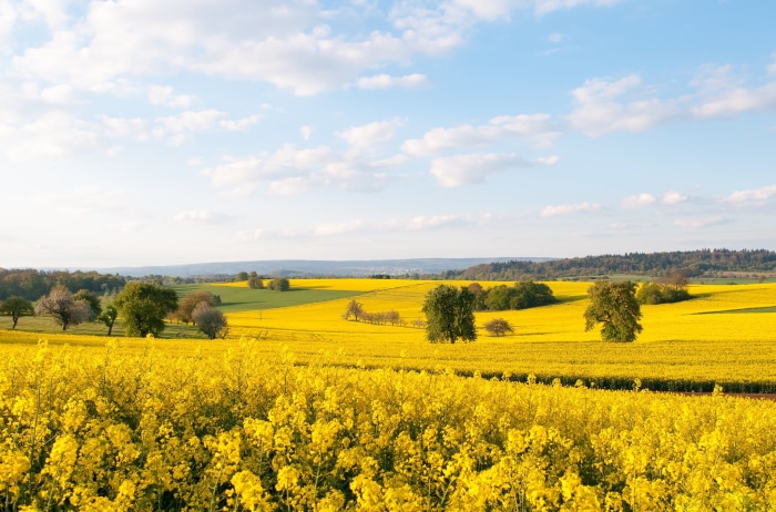 Vast yellow rapeseed field under a blue sky