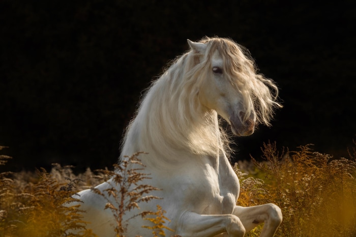 White horse with flowing mane in a field