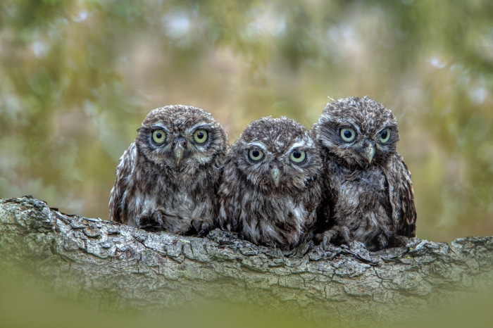 Three young owls sitting on a tree branch