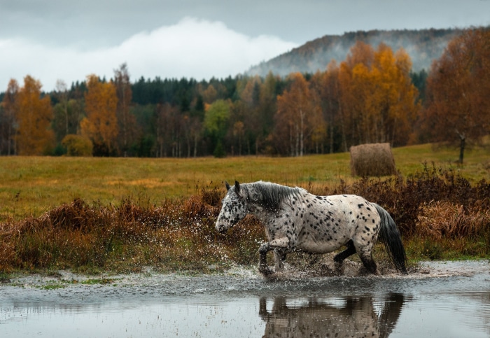 Appaloosa horse walking through water in autumn field