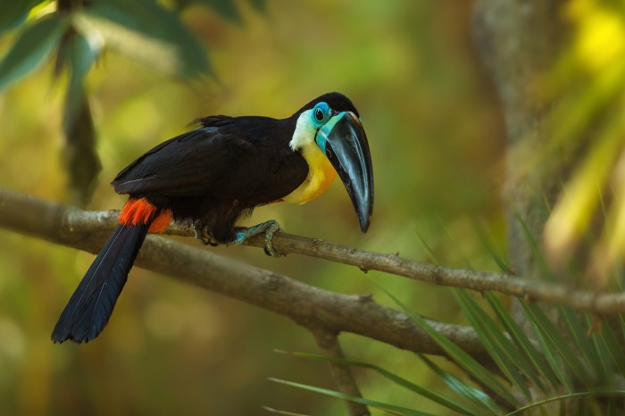 Channel-billed Toucan perched on a branch